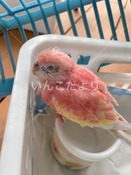 保護鳥の写真