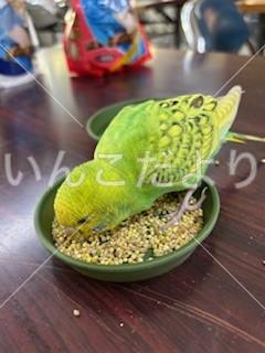 保護鳥の写真