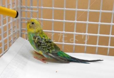 保護鳥の写真