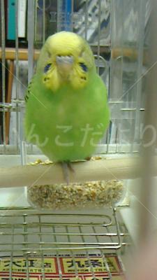 保護鳥の写真