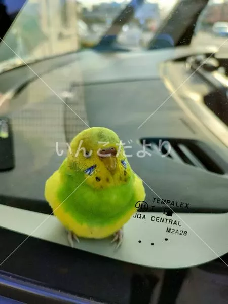 保護鳥の写真