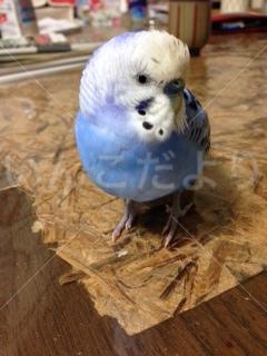 保護鳥の写真