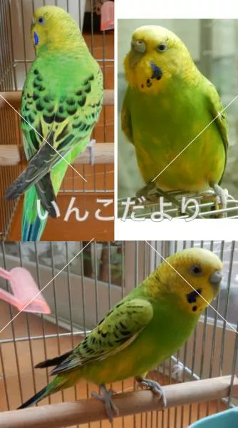 保護鳥の写真