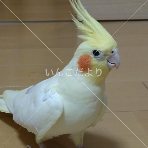 迷い鳥の写真