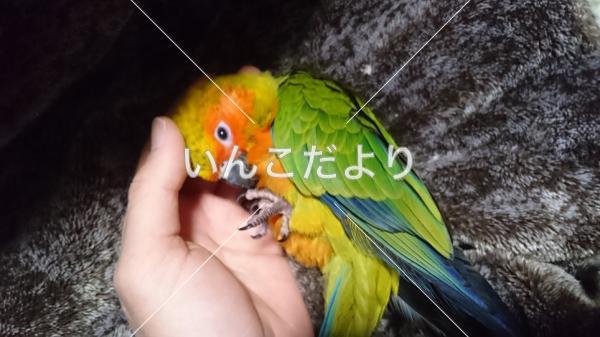 迷い鳥の写真