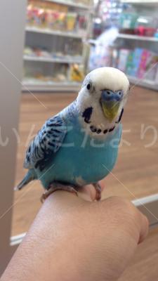保護鳥の写真