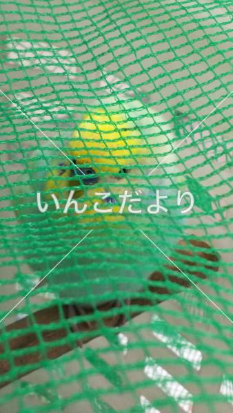 保護鳥の写真