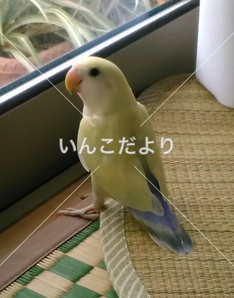 保護鳥の写真