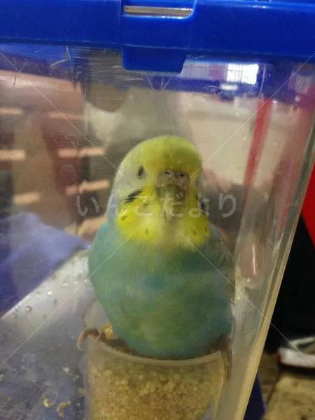 保護鳥の写真