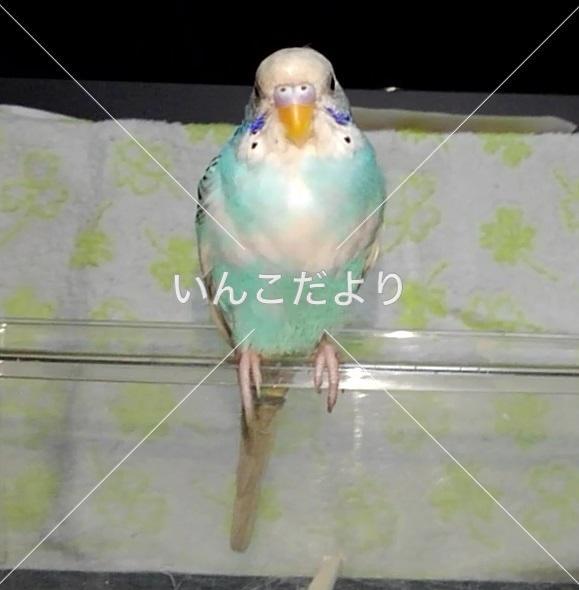 保護鳥の写真