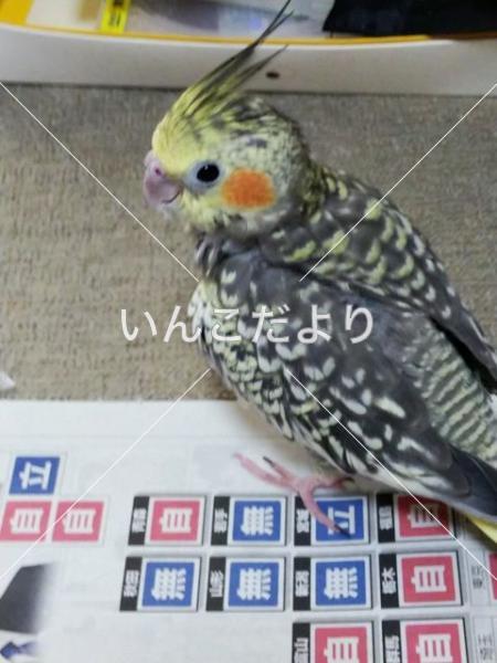 迷い鳥の写真