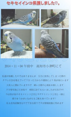 保護鳥の写真