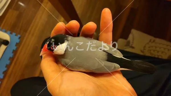 保護鳥の写真