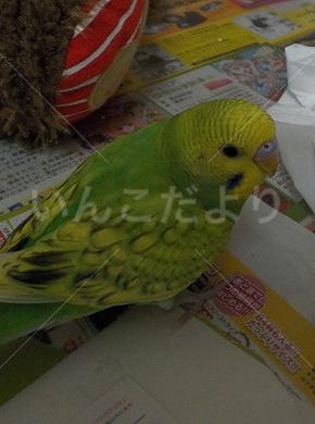 迷い鳥の写真