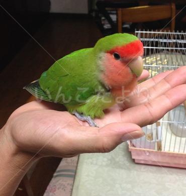 保護鳥の写真