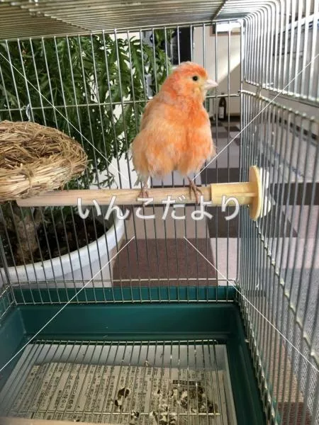保護鳥の写真