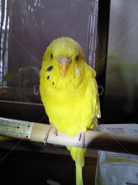 保護鳥の写真