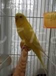 保護鳥の写真