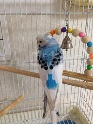 保護鳥の写真