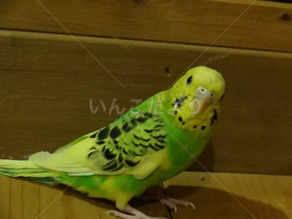 保護鳥の写真