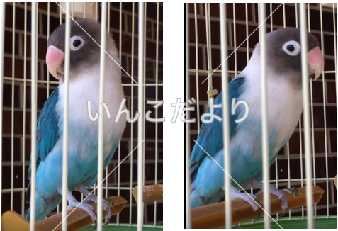 迷い鳥の写真