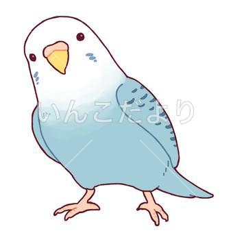 保護鳥の写真