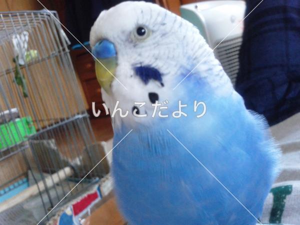 迷い鳥の写真