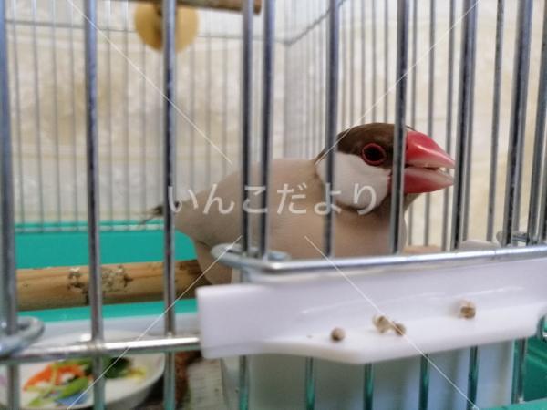 保護鳥の写真