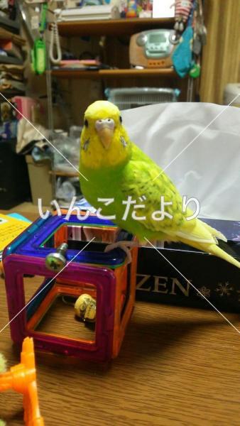 迷い鳥の写真