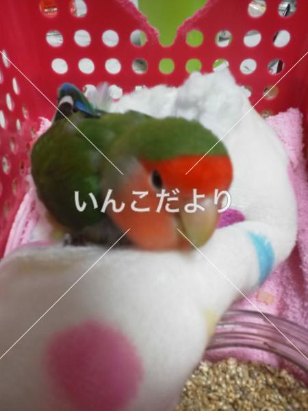 迷い鳥の写真