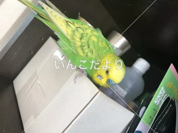 迷い鳥の写真