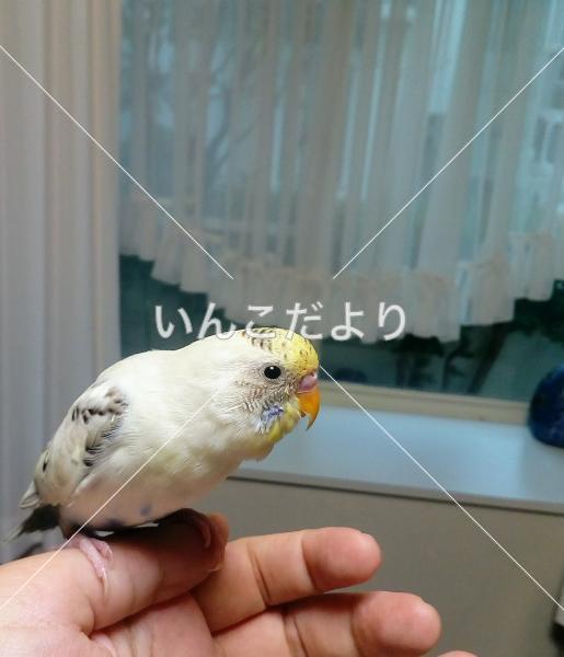 保護鳥の写真