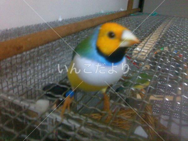 迷い鳥の写真