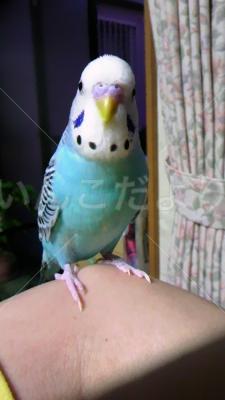 迷い鳥の写真
