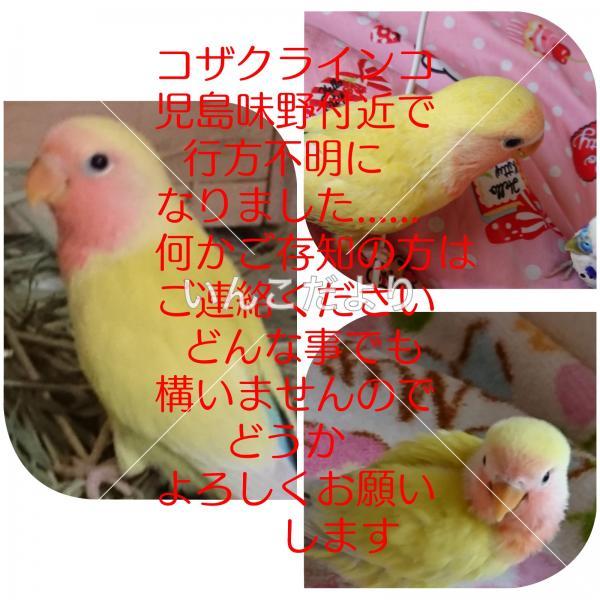 迷い鳥の写真