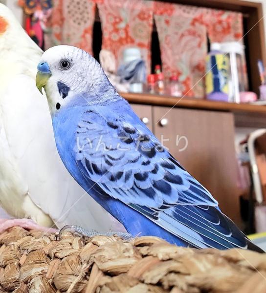 迷い鳥の写真