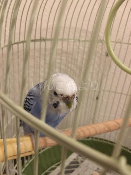 保護鳥の写真