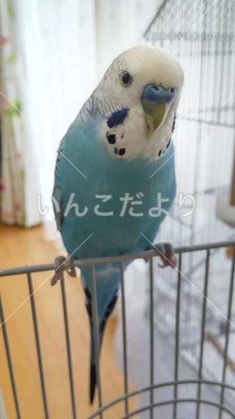 迷い鳥の写真