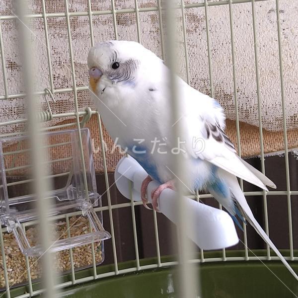 保護鳥の写真
