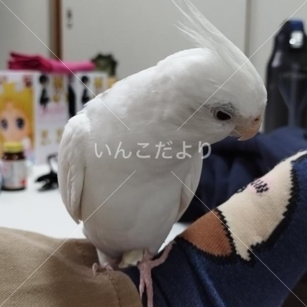 迷い鳥の写真