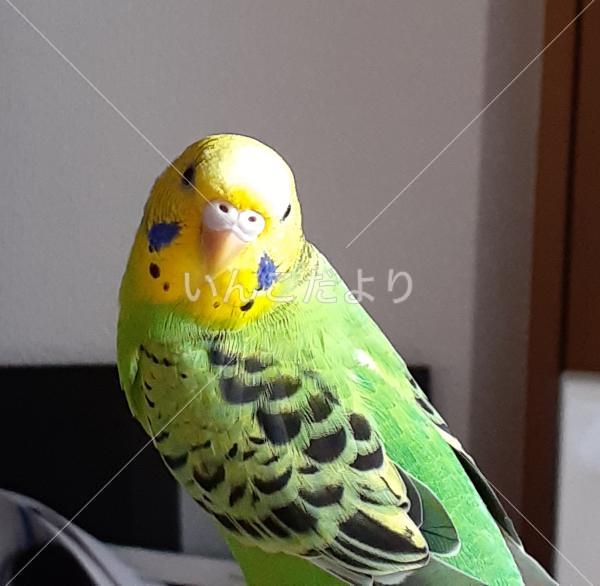 迷い鳥の写真