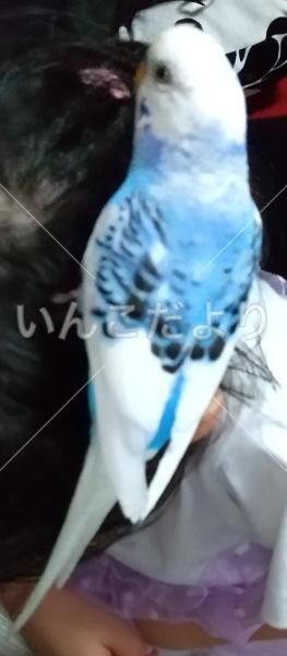 保護鳥の写真