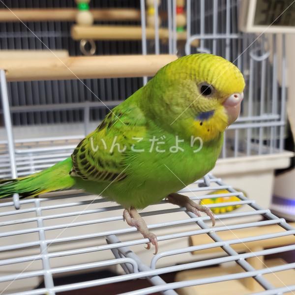 迷い鳥の写真