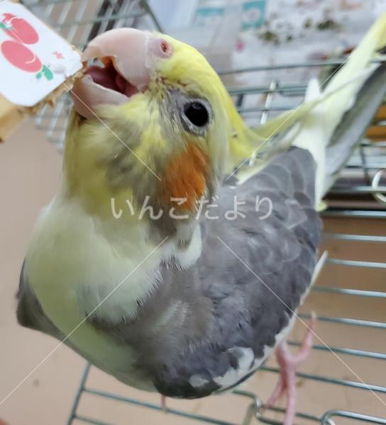 迷い鳥の写真
