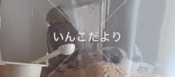 迷い鳥の写真