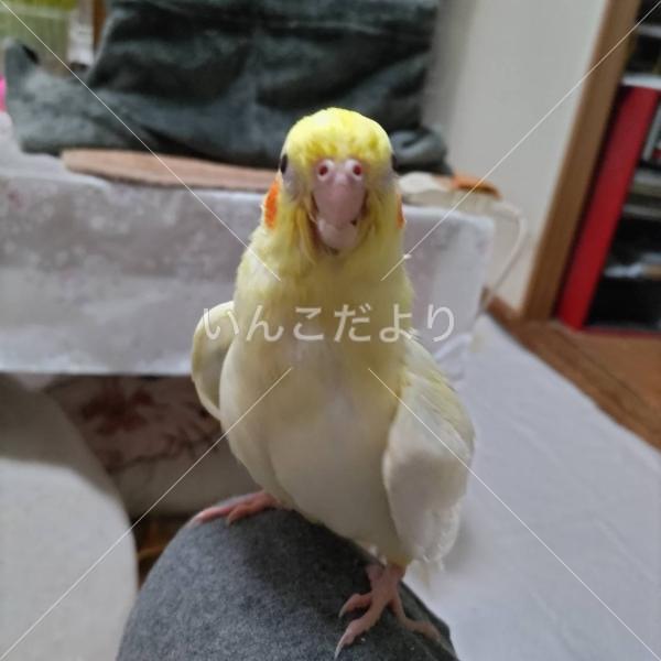 迷い鳥の写真