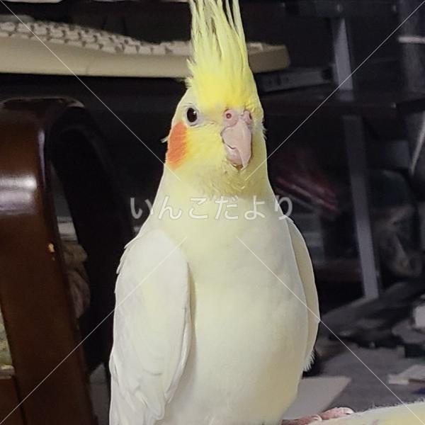 迷い鳥の写真