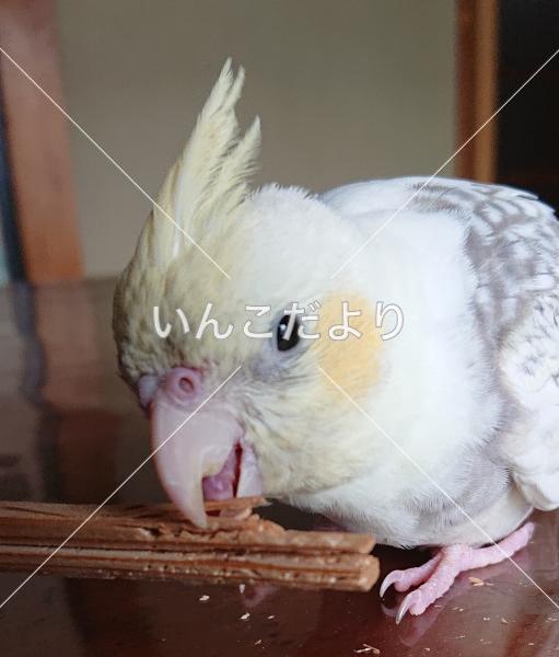 迷い鳥の写真