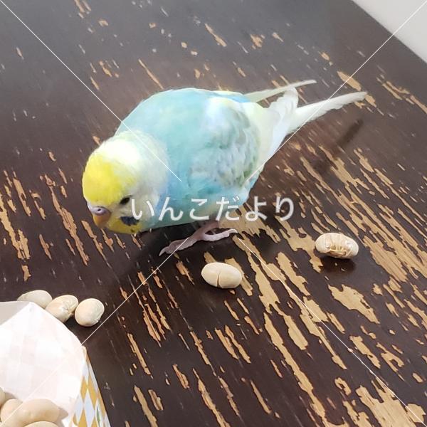迷い鳥の写真