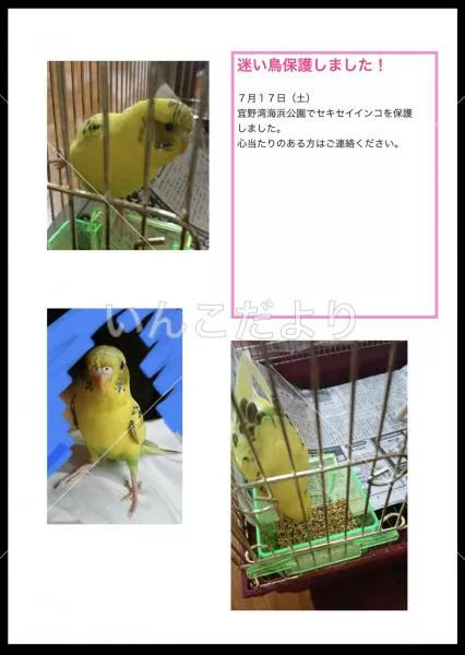 保護鳥の写真